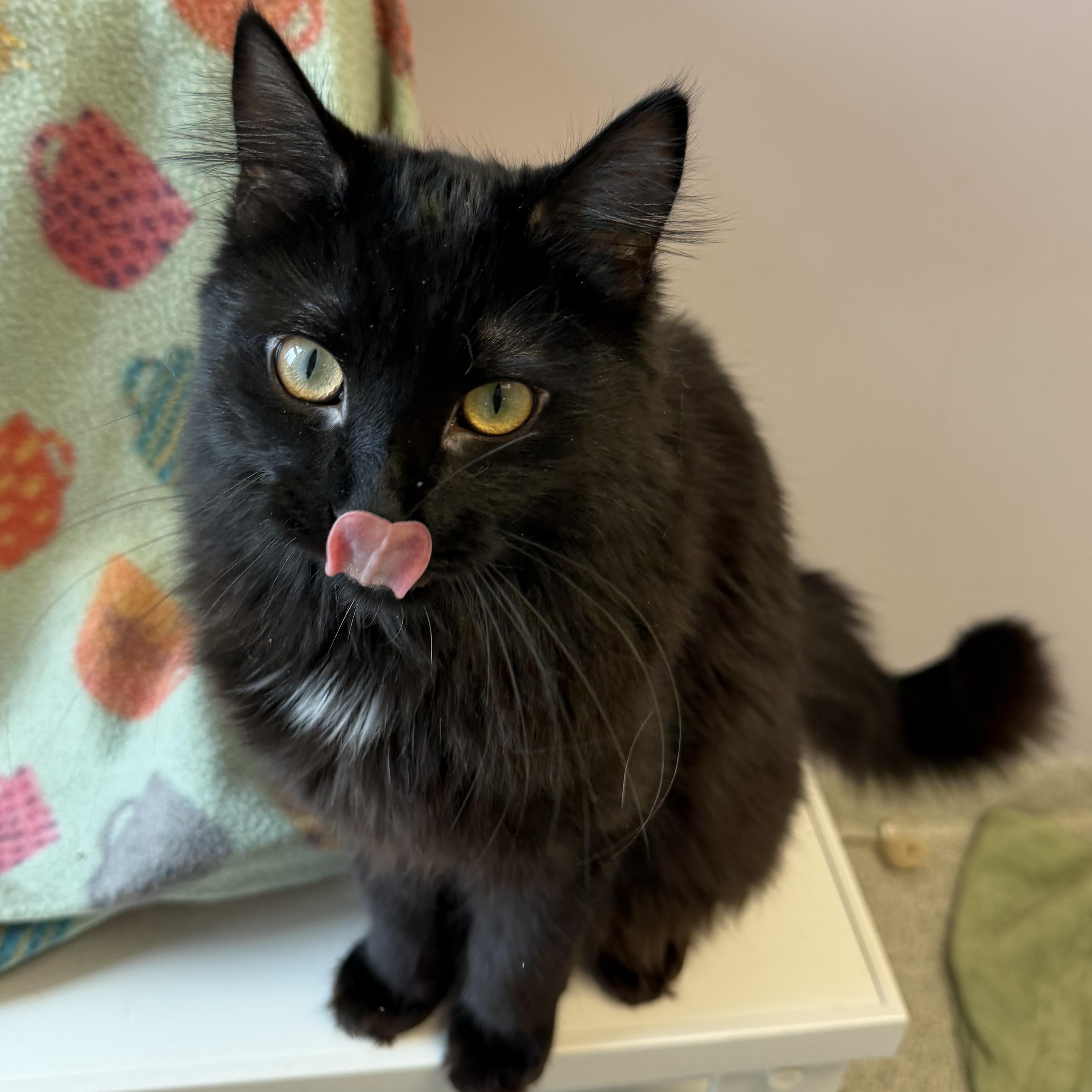 Enlarge Niko, an adopted Domestic Long Hair in Cooperstown, NY image 3/5