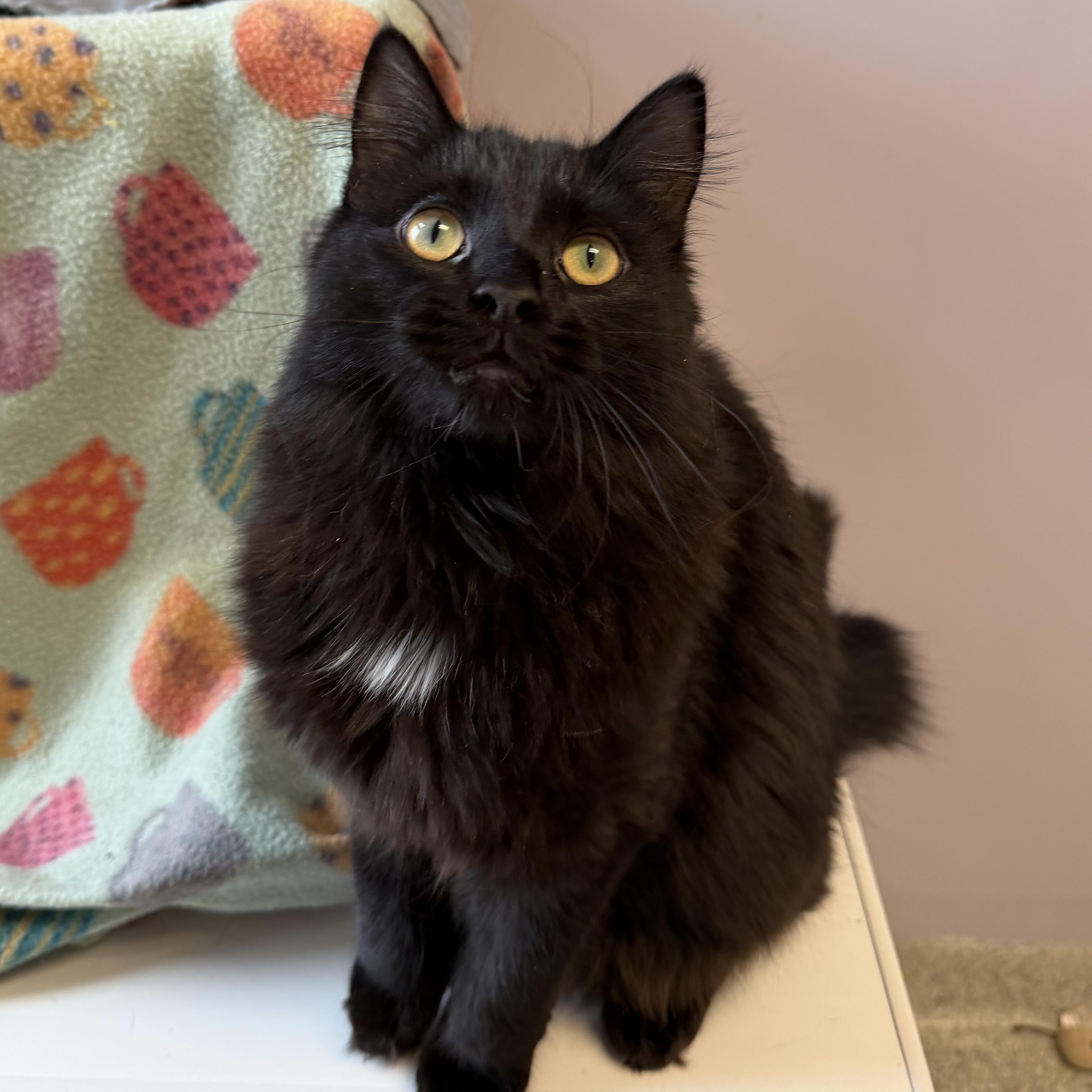 Enlarge Niko, an adopted Domestic Long Hair in Cooperstown, NY image 2/5