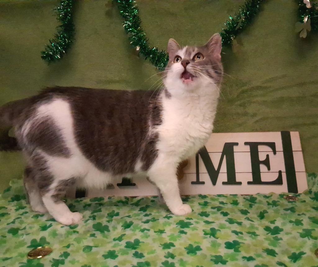 MAMA, Adoptable, Adult Female Domestic Short Hair.