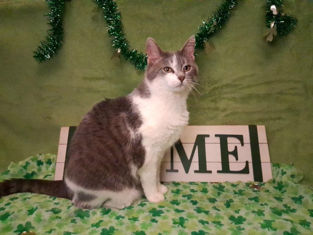 Enlarge MAMA, a Adoptable mixed breed in Wintersville, OH image 2/6