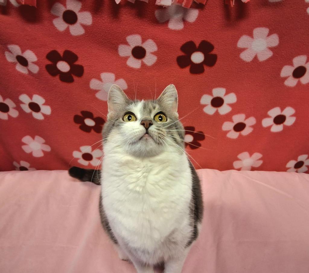 Enlarge MAMA, a Adoptable mixed breed in Wintersville, OH image 3/6