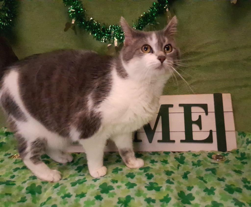 Enlarge MAMA, a Adoptable mixed breed in Wintersville, OH image 4/6