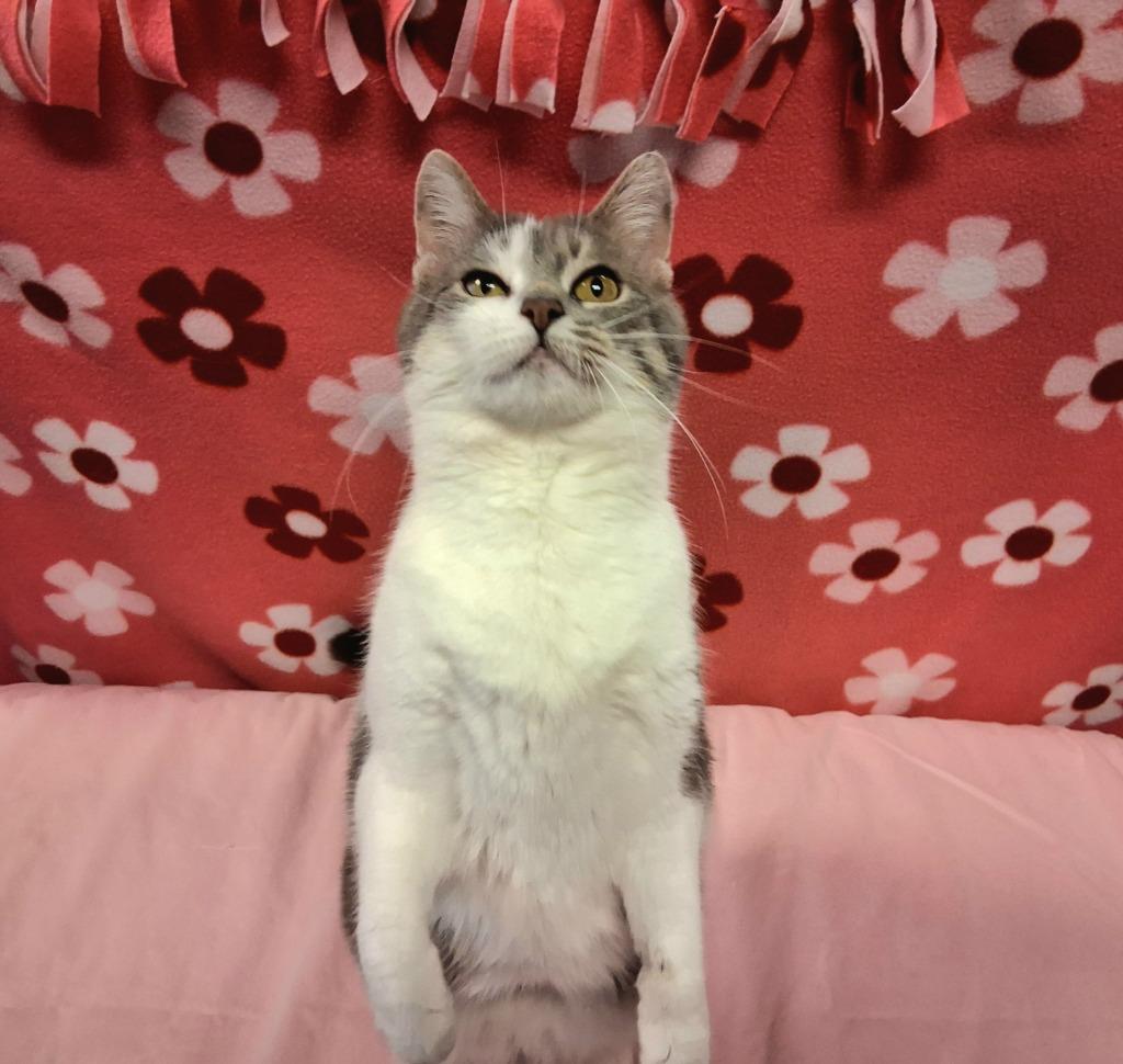 Enlarge MAMA, a Adoptable mixed breed in Wintersville, OH image 5/6