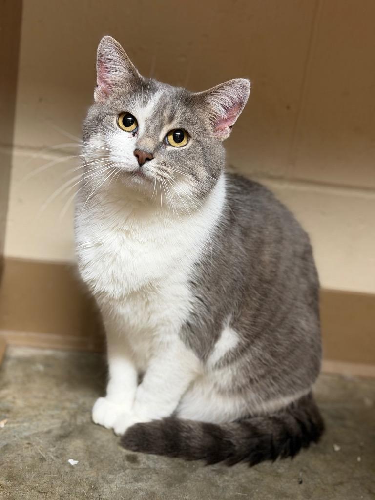 Enlarge MAMA, a Adoptable mixed breed in Wintersville, OH image 6/6