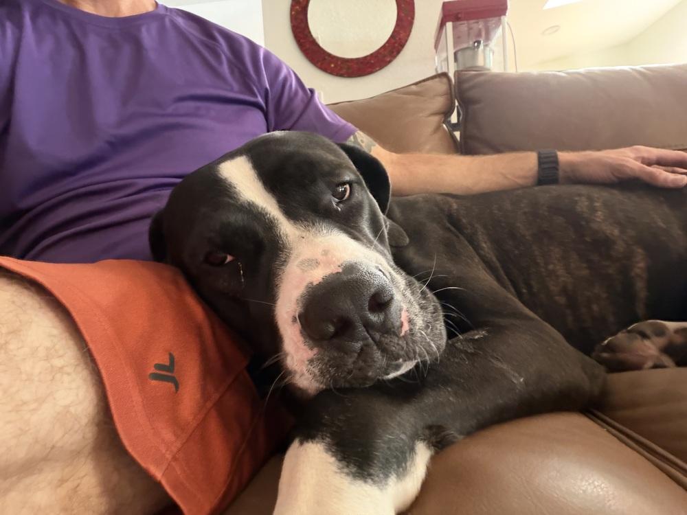 Dexter, Adoptable, Young Male Dogo Argentino.