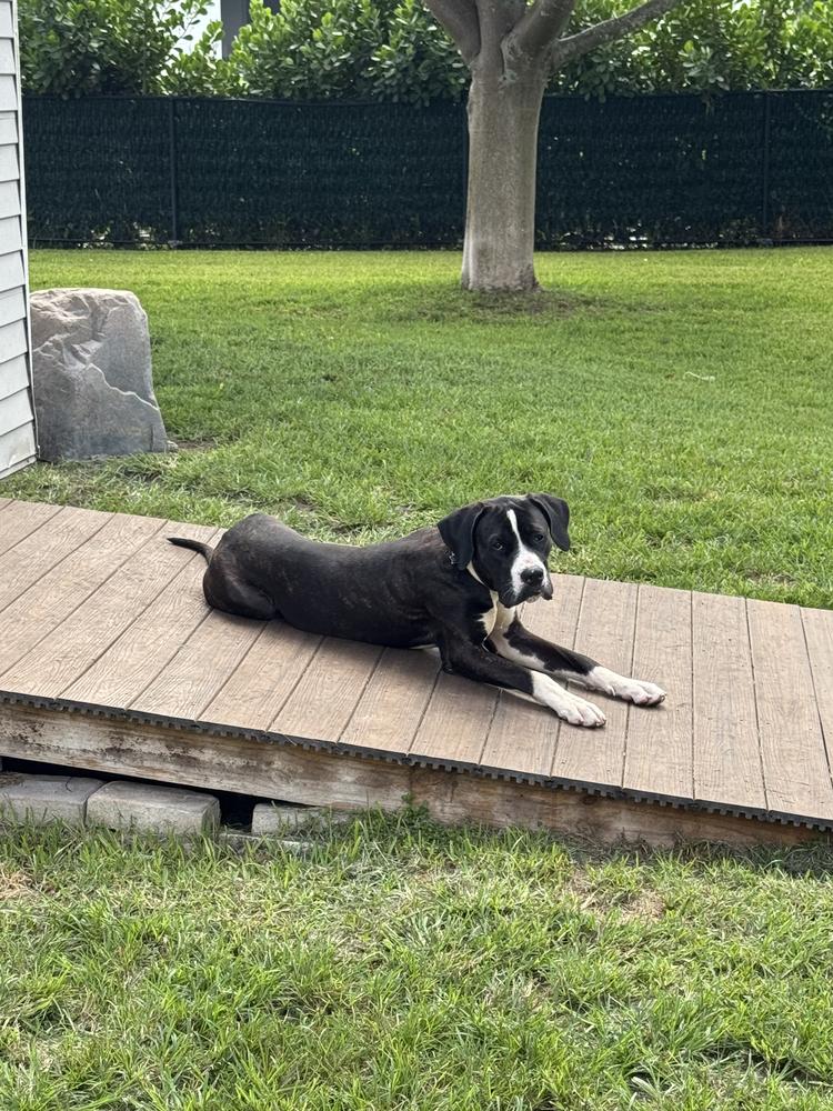 Dexter, Adoptable, Young Male American Staffordshire Terrier.