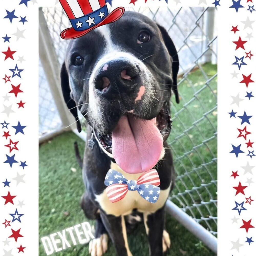 Enlarge Dexter, a Adoptable mixed breed in Fort Lauderdale, FL image 2/5