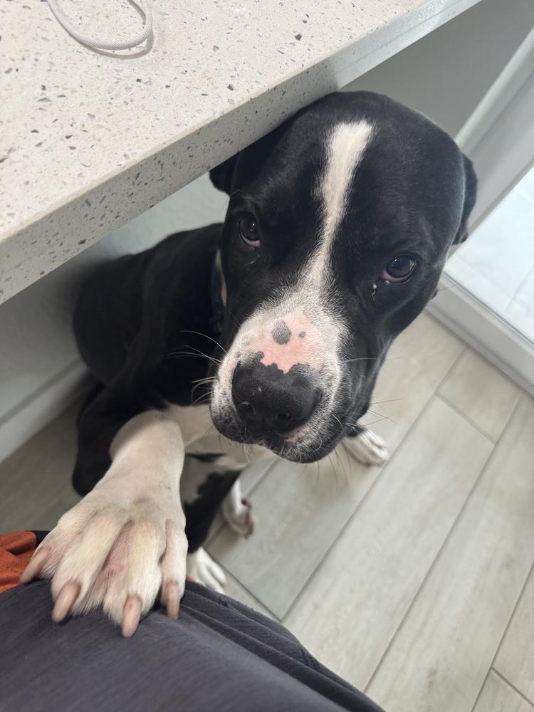 Enlarge Dexter, a Adoptable mixed breed in Fort Lauderdale, FL image 3/5