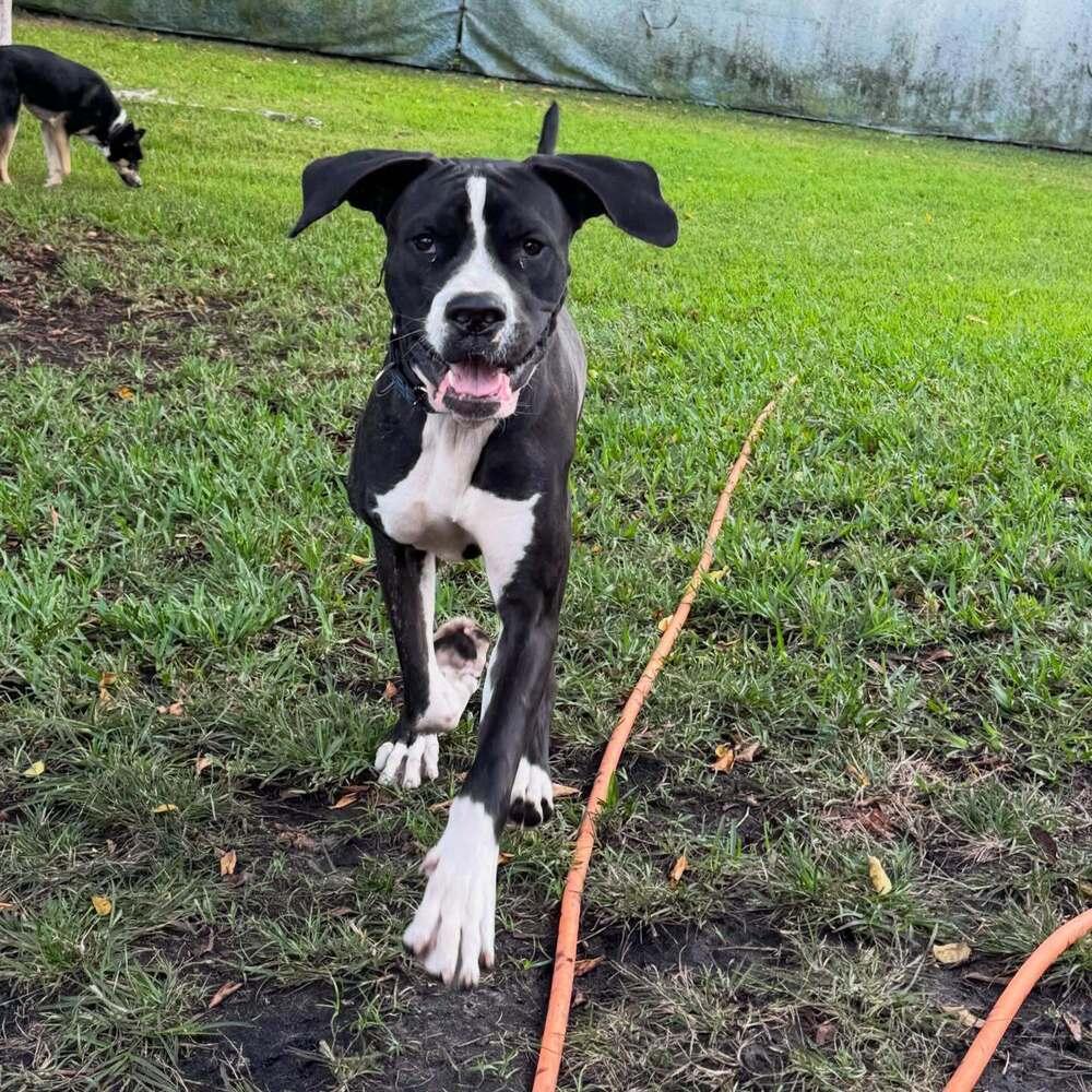 Enlarge Dexter, a Adoptable mixed breed in Fort Lauderdale, FL image 4/5