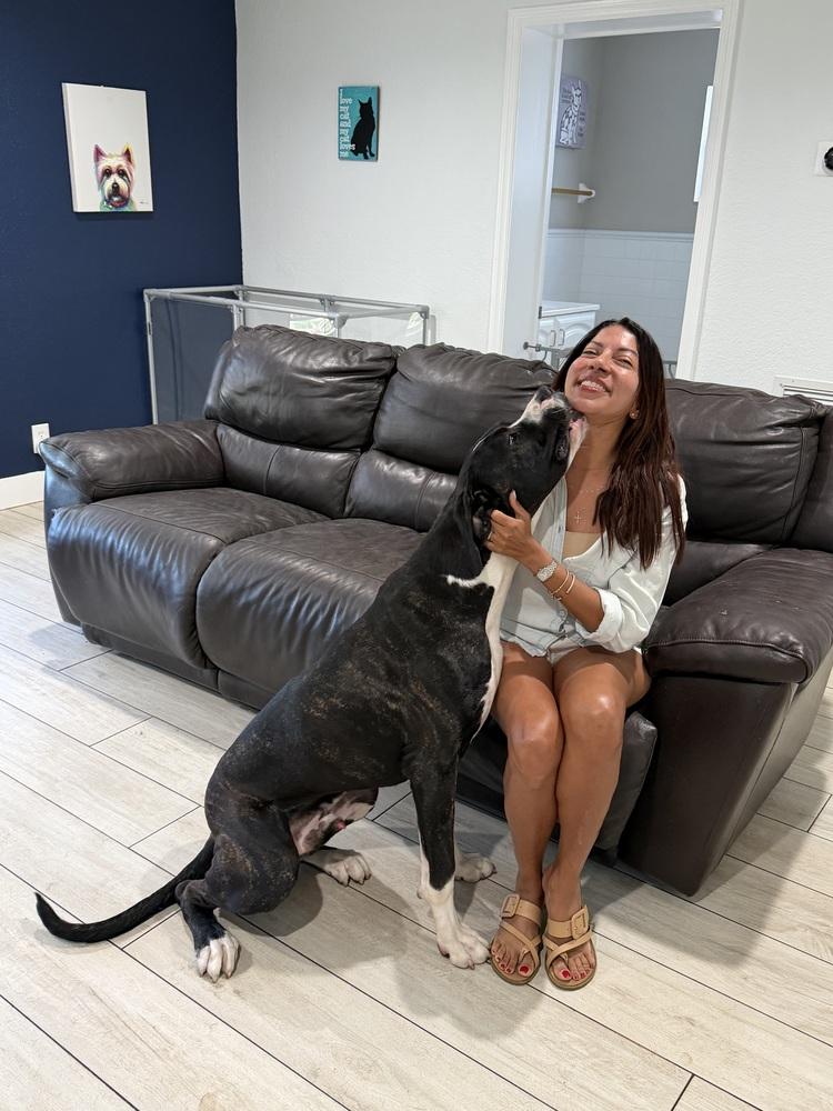 Enlarge Dexter, a Adoptable mixed breed in Fort Lauderdale, FL image 5/6