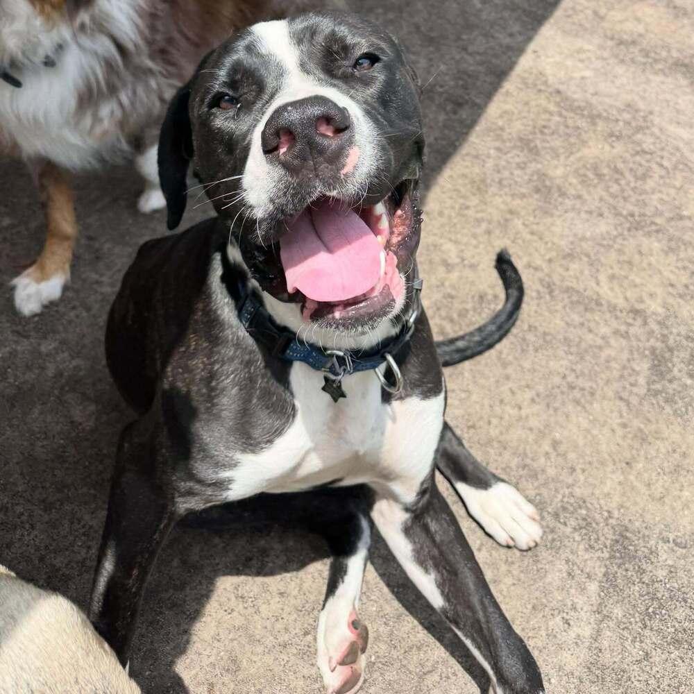 Enlarge Dexter, a Adoptable mixed breed in Fort Lauderdale, FL image 5/5