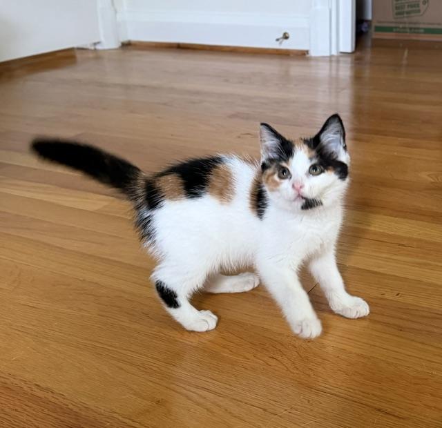Ember, Adoptable, Young Female Domestic Short Hair & Calico.
