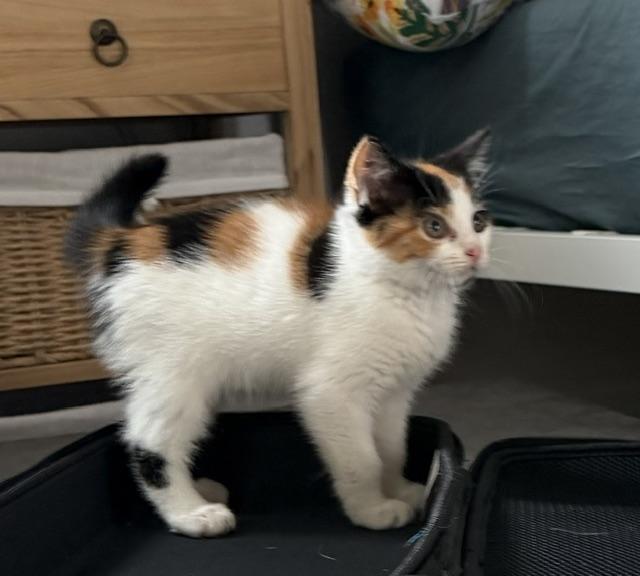 Enlarge Ember, a Adoptable mixed breed in Baltimore, MD image 2/4