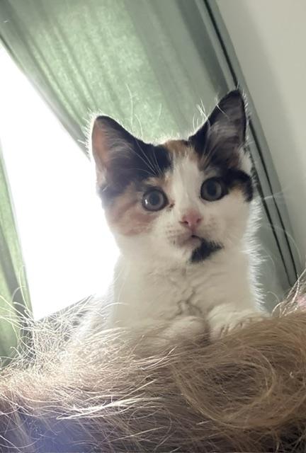 Enlarge Ember, a Adoptable mixed breed in Baltimore, MD image 3/4