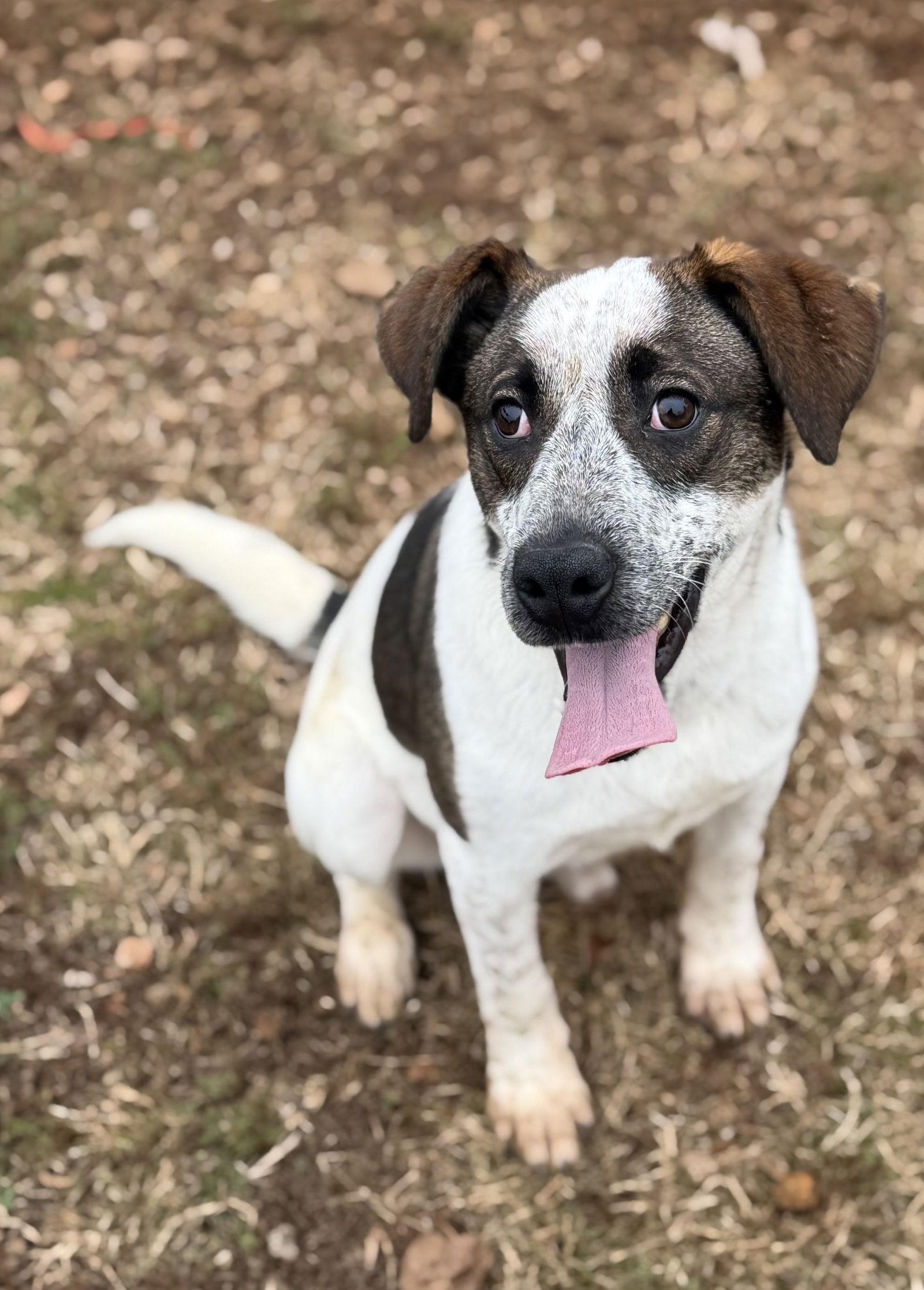 Enlarge Sawyer, a Adoptable Australian Cattle Dog / Blue Heeler in Carrollton, GA image 1/3
