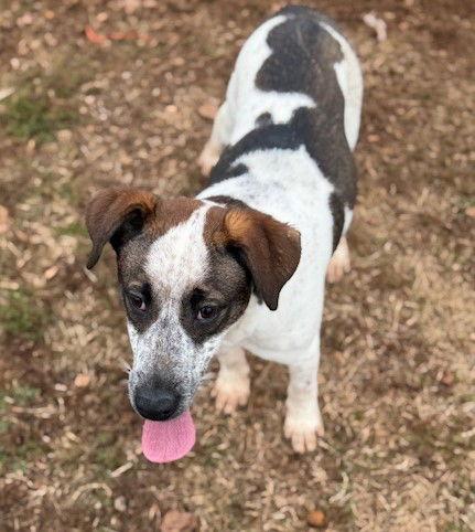 Enlarge Sawyer, a Adoptable Australian Cattle Dog / Blue Heeler in Carrollton, GA image 2/3