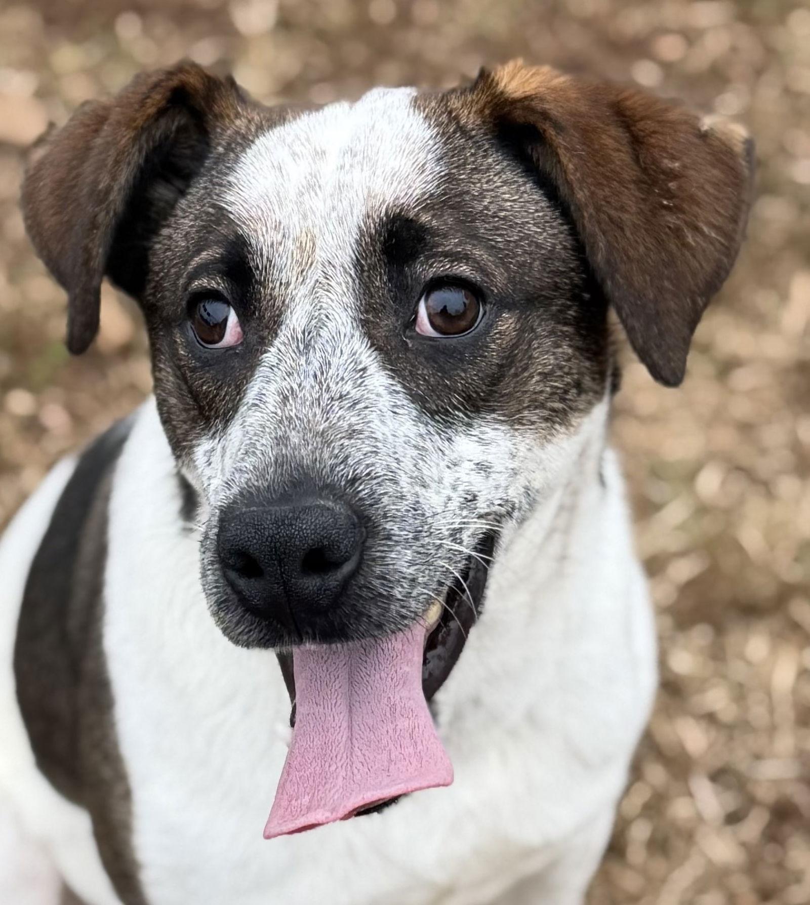 Enlarge Sawyer, a Adoptable Australian Cattle Dog / Blue Heeler in Carrollton, GA image 3/3