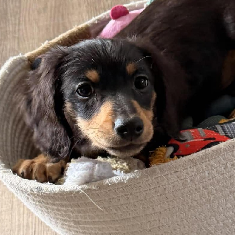 Chet--Adoption Pending , Adoptable, Puppy Male Dachshund.