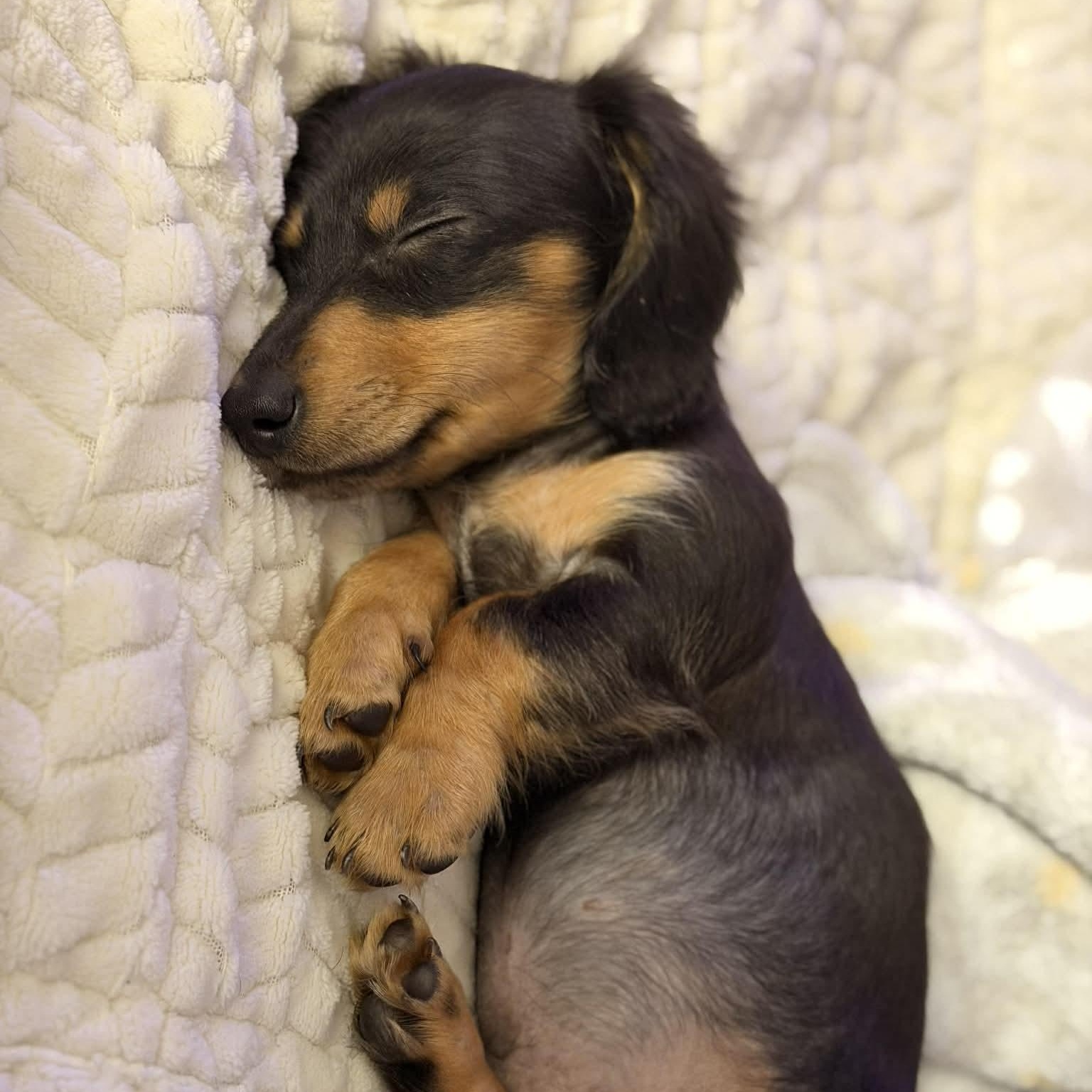 Enlarge Chet--Adoption Pending , a Adoptable Dachshund in Omaha, NE image 2/2