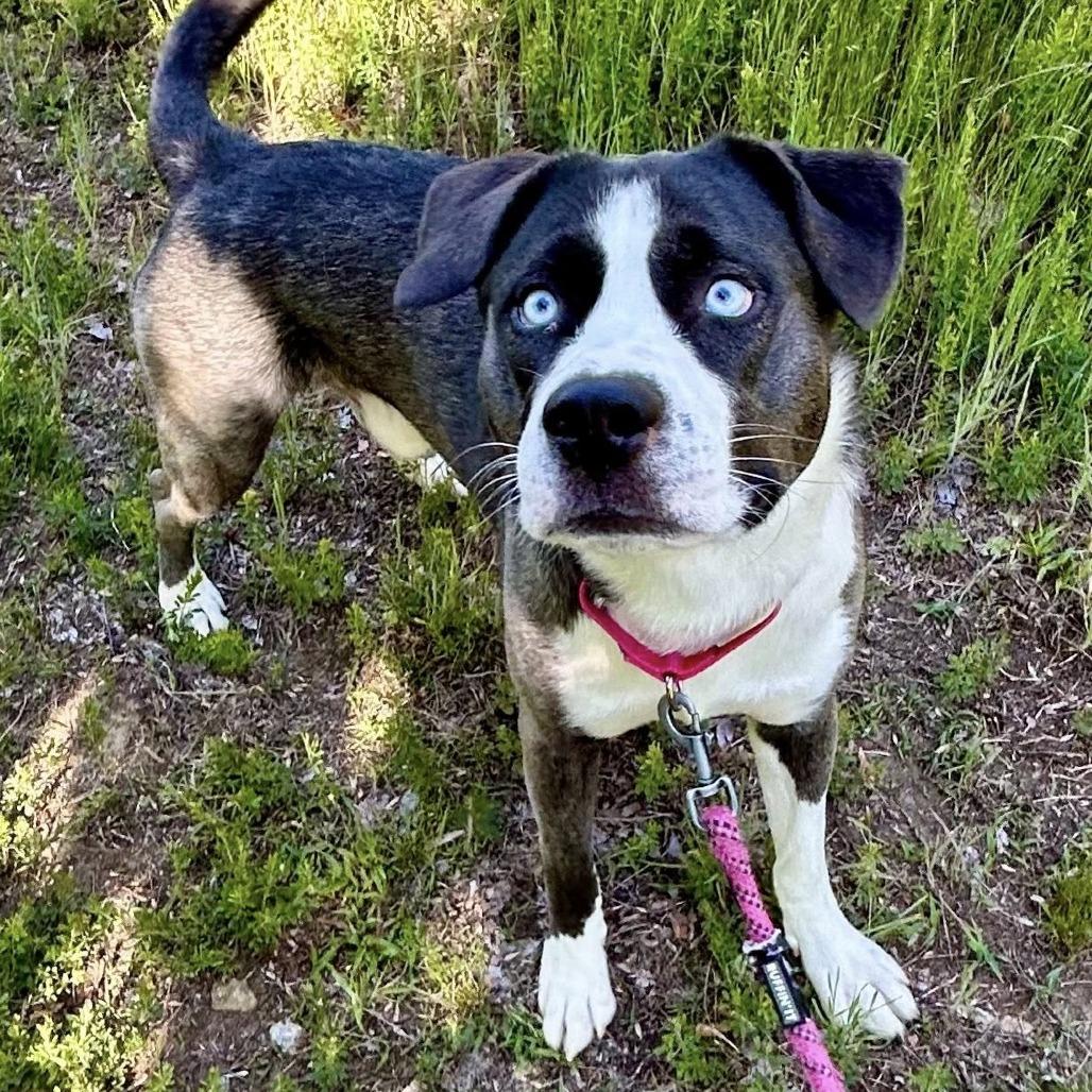 Koopa, a Adoptable mixed breed in Concord, NC image 1/5