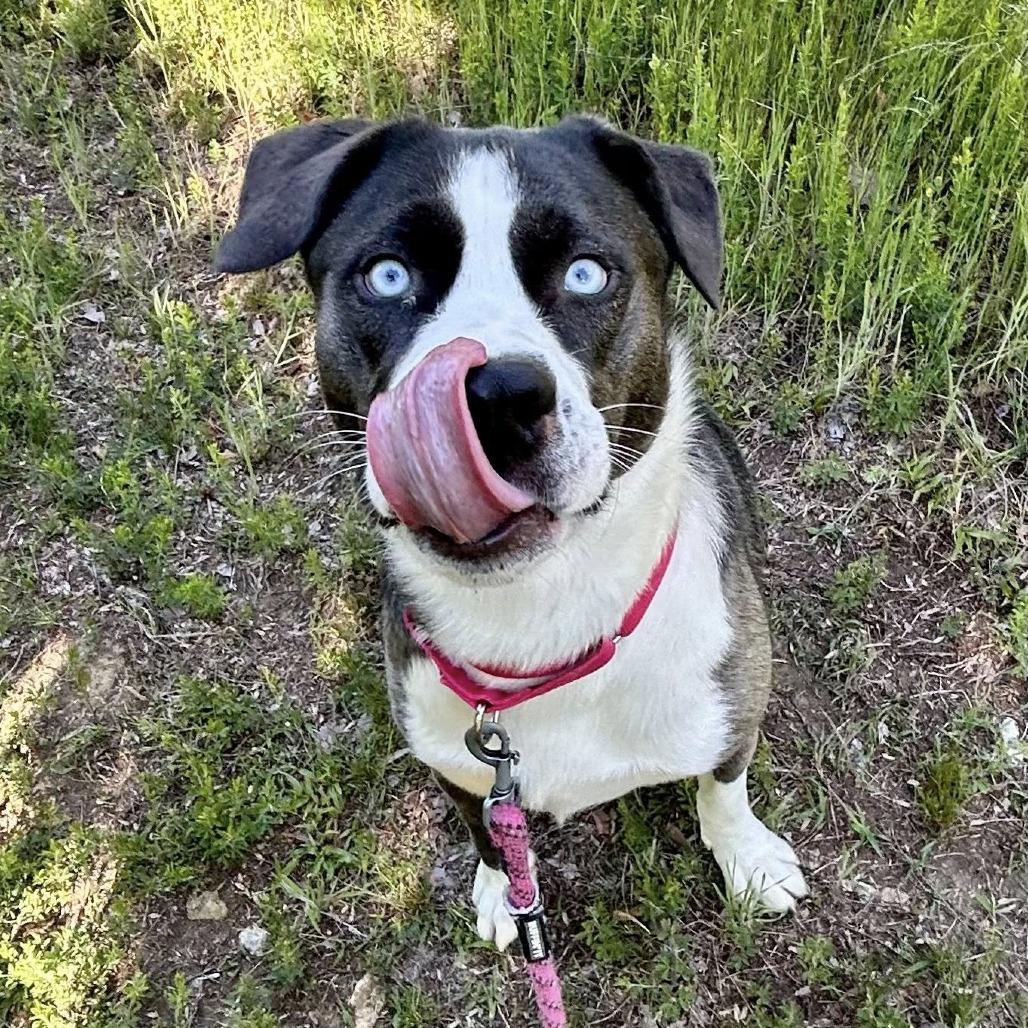 Koopa, a Adoptable mixed breed in Concord, NC image 2/5