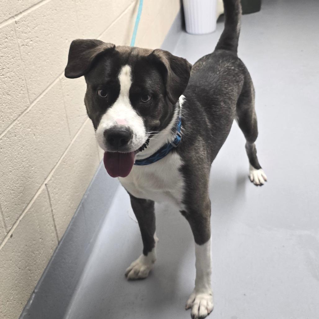 Koopa, a Adoptable mixed breed in Concord, NC image 3/5
