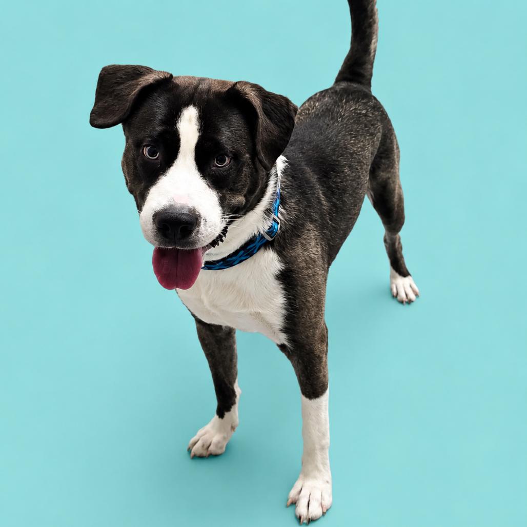 Koopa, a Adoptable mixed breed in Concord, NC image 5/5
