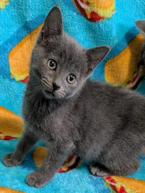 Enlarge ATROPOS, a Adoptable Domestic Short Hair in Colorado Springs, CO image 1/1