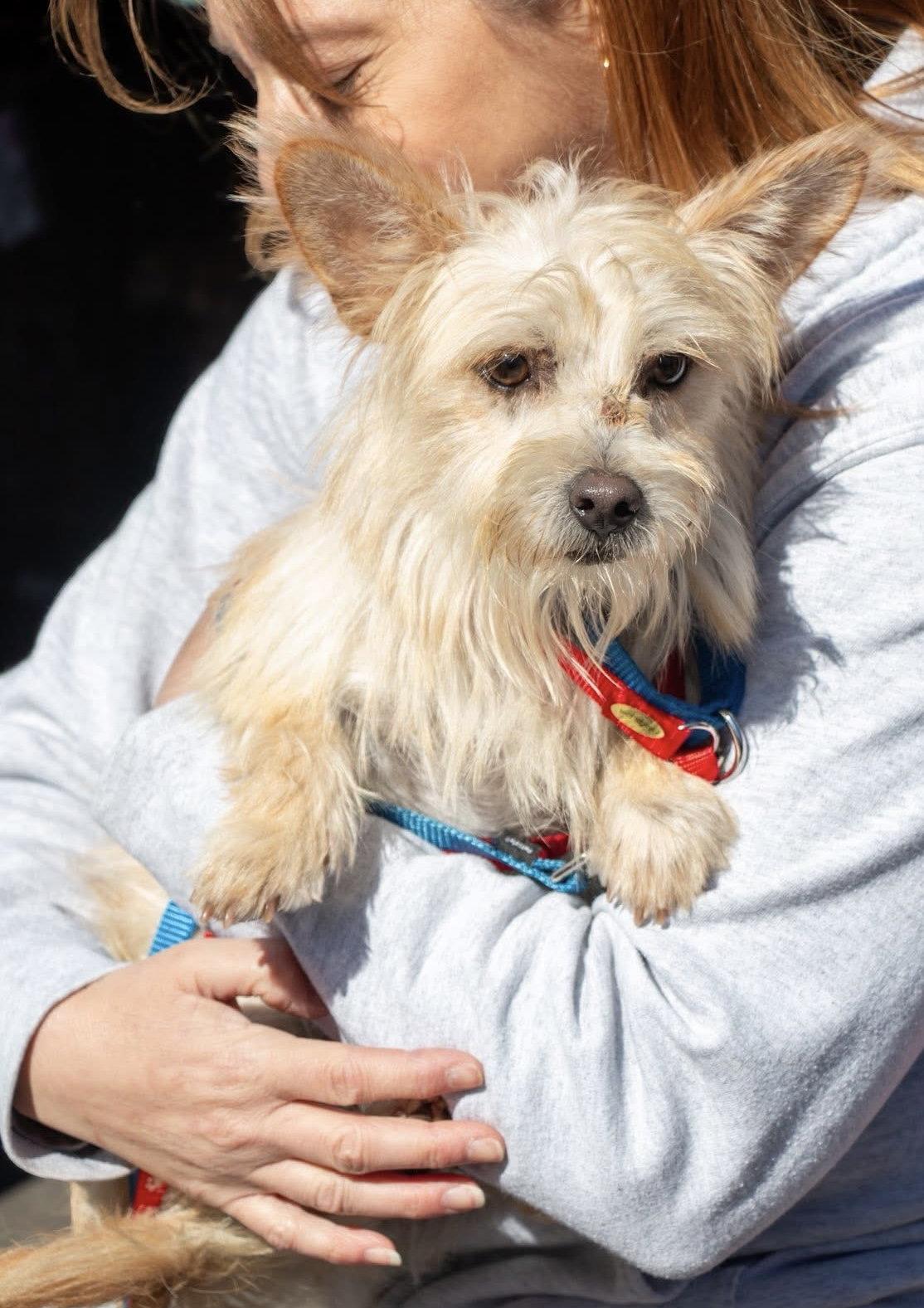Humphrey, Adopted, Adult Male Wire Fox Terrier.