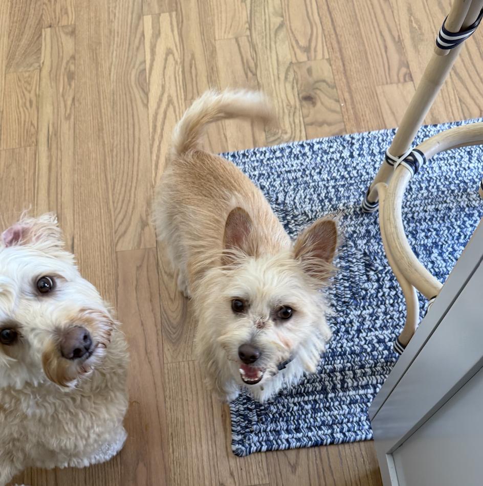 Enlarge Humphrey, a Adopted Wire Fox Terrier in Oakhurst, NJ image 2/3