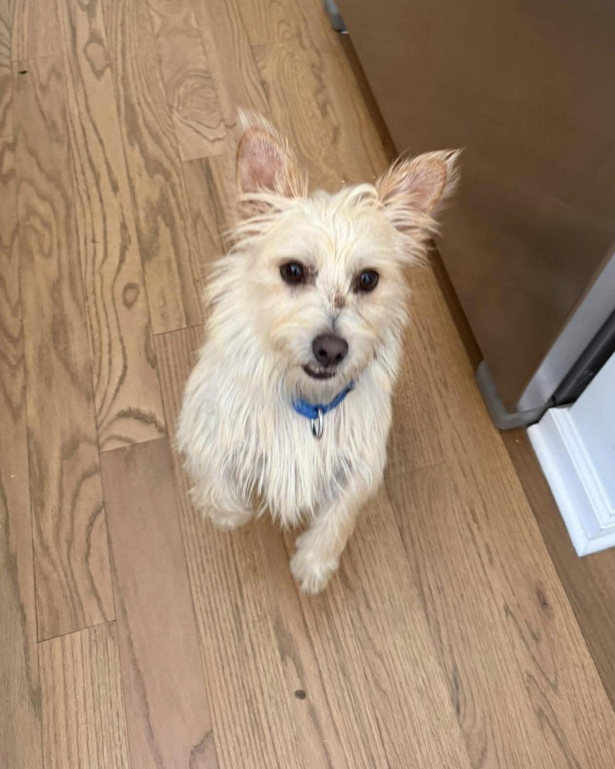 Enlarge Humphrey, a Adopted Wire Fox Terrier in Oakhurst, NJ image 3/3