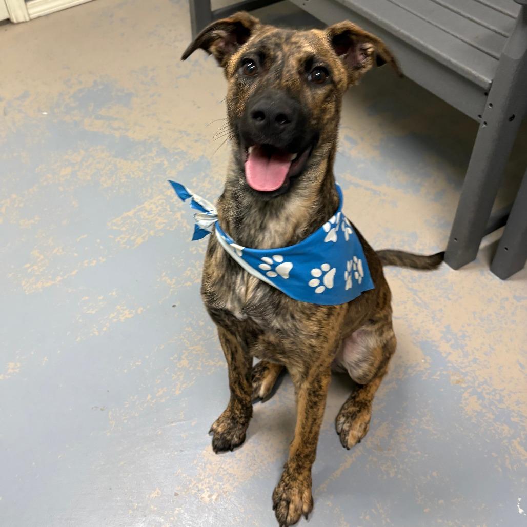 Doug III 25-122, Adoptable, Young Male Shepherd.