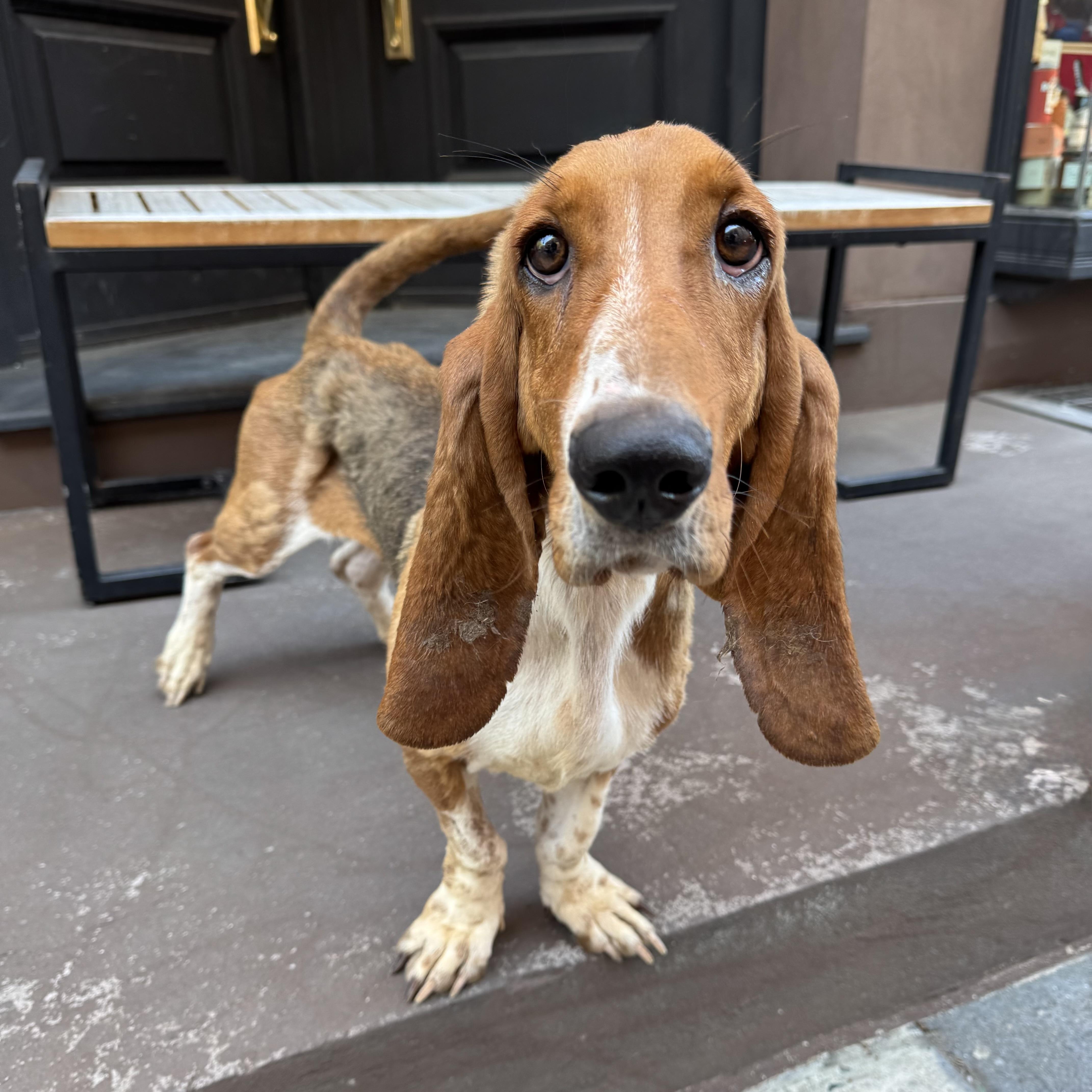 Enlarge Glossy, an adopted Basset Hound in Philadelphia, PA image 2/6