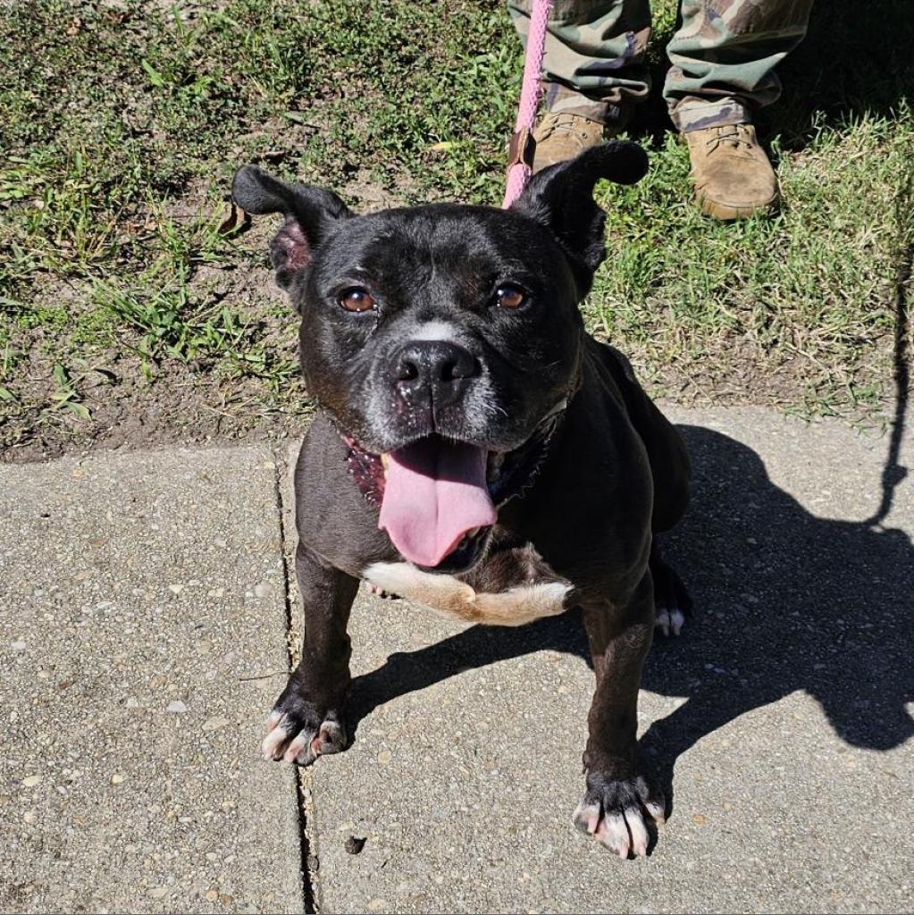 Dax, Adoptable, Senior Male Mixed Breed.