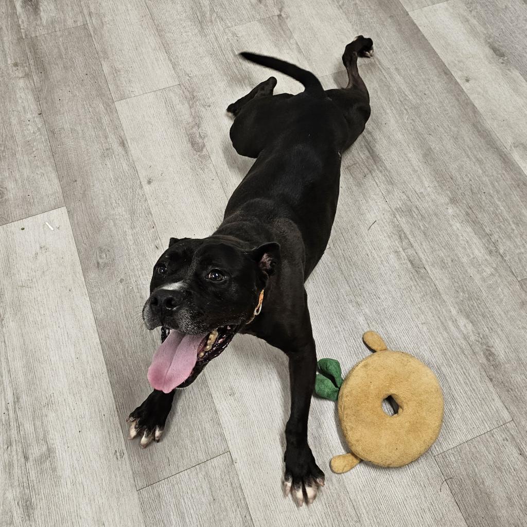 Enlarge Dax, a Adoptable Mixed Breed in Waldorf, MD image 5/6