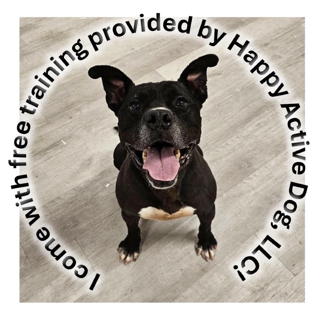 Enlarge Dax, a Adoptable Mixed Breed in Waldorf, MD image 6/6