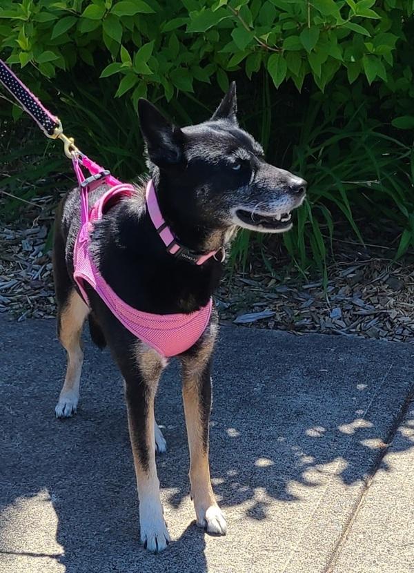 Enlarge Nikita, a Adoptable mixed breed in Vancouver, WA image 1/1