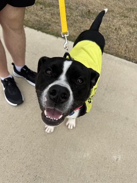 JUNIOR — thumbnail 2