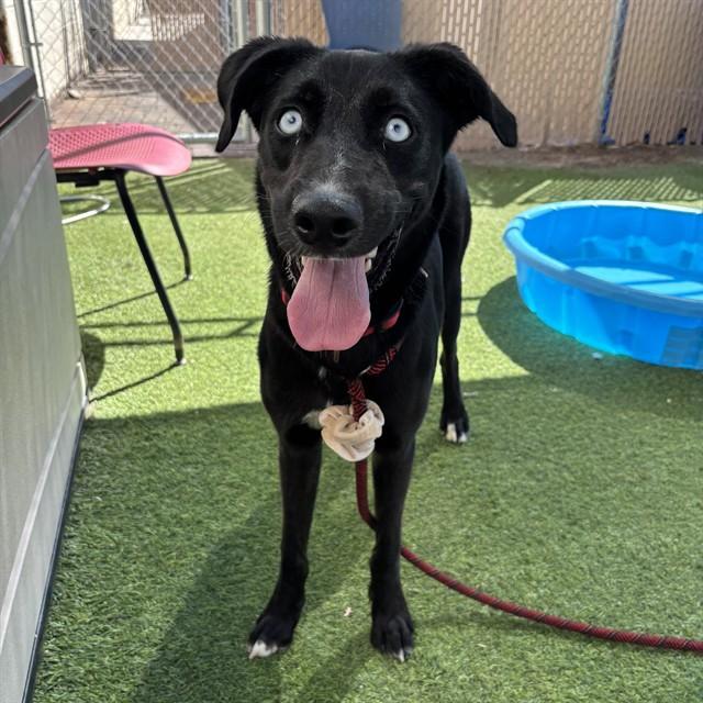 KAZAAM, Adoptable, Young Male Border Collie & Mixed Breed.