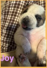 Joy, Adoptable, Puppy Female American Bulldog & Shepherd.