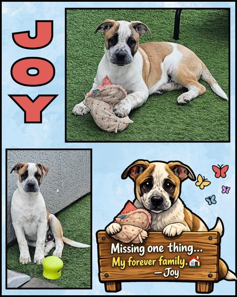 Joy, a Adoptable mixed breed in Mesa, AZ image 3/4