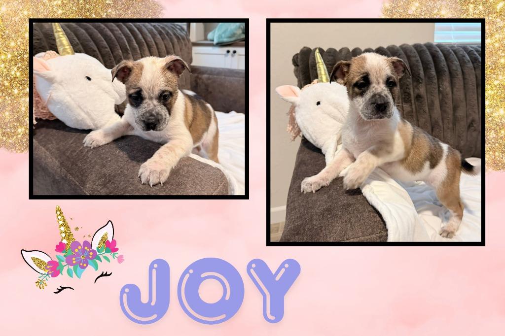 Joy, a Adoptable mixed breed in Mesa, AZ image 1/2