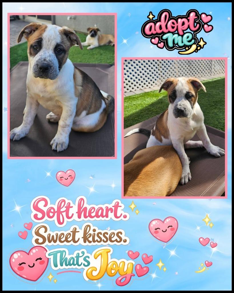 Joy, a Adoptable mixed breed in Mesa, AZ image 4/4