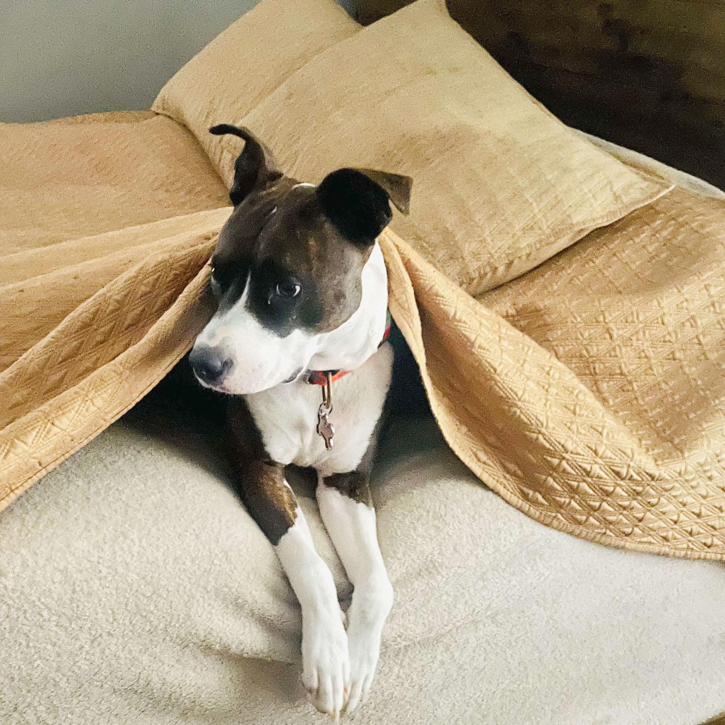 Florentina thumbnail 6