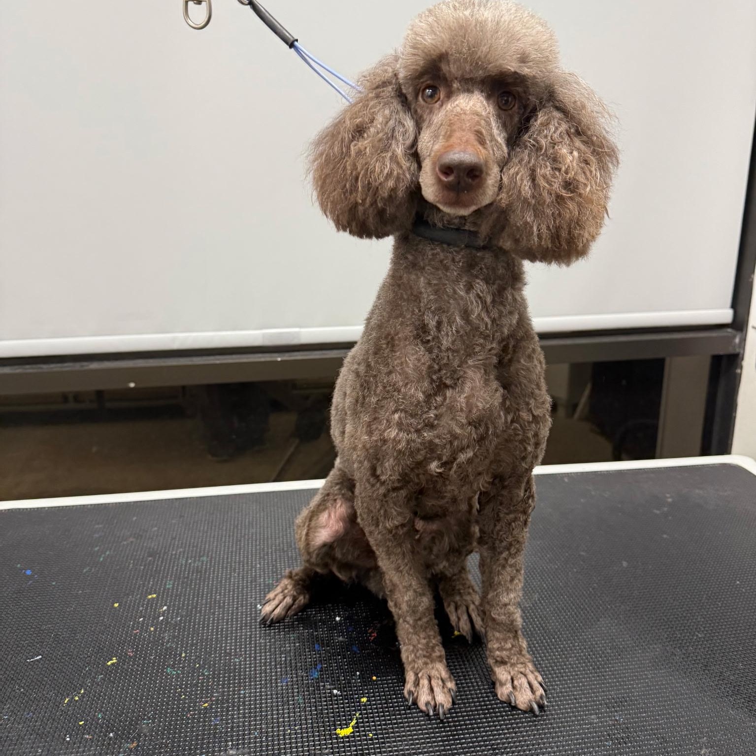 Wendy, Adoptable, Adult Female Miniature Poodle.