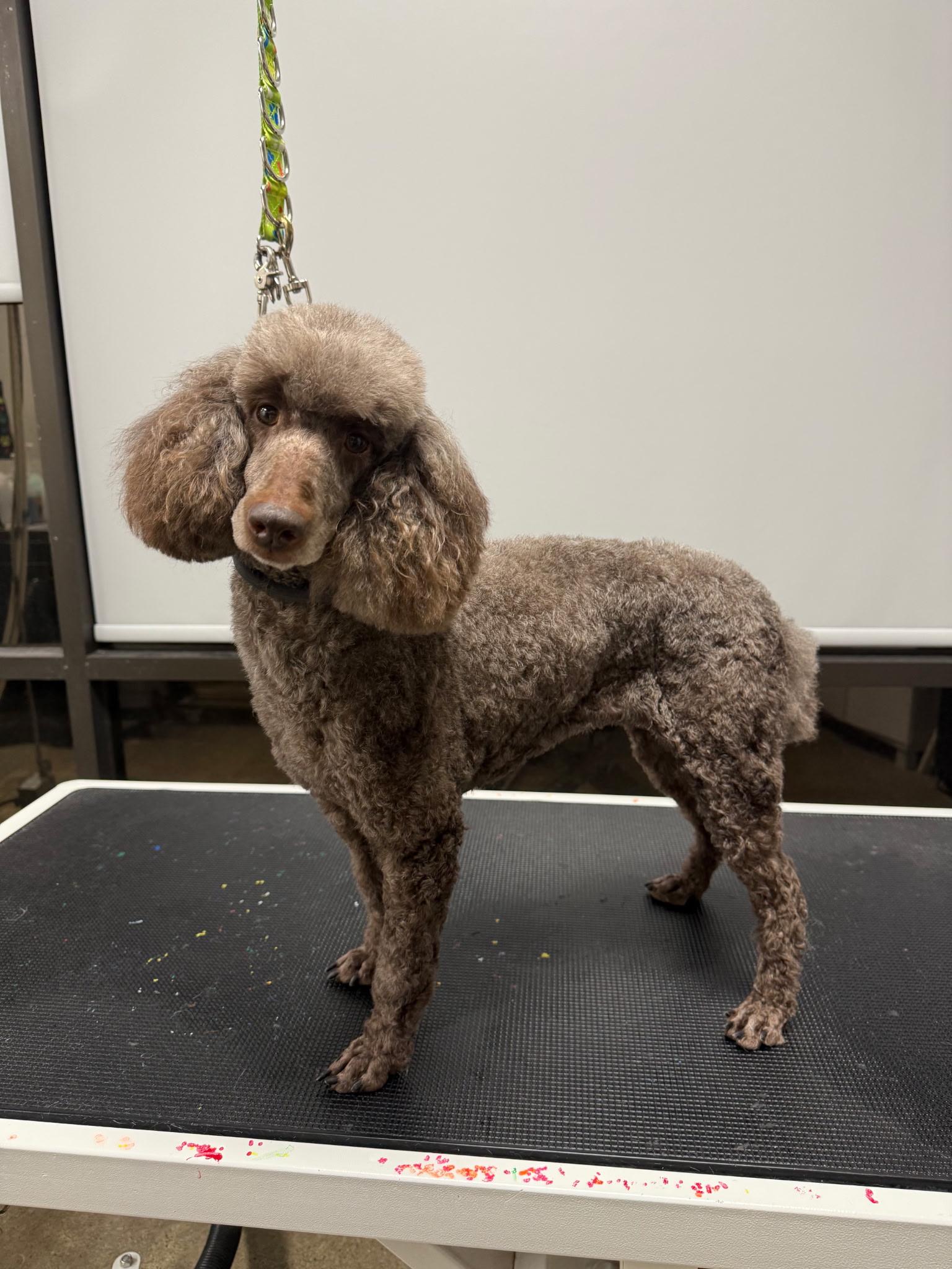 Wendy, Adoptable, Adult Female Miniature Poodle.