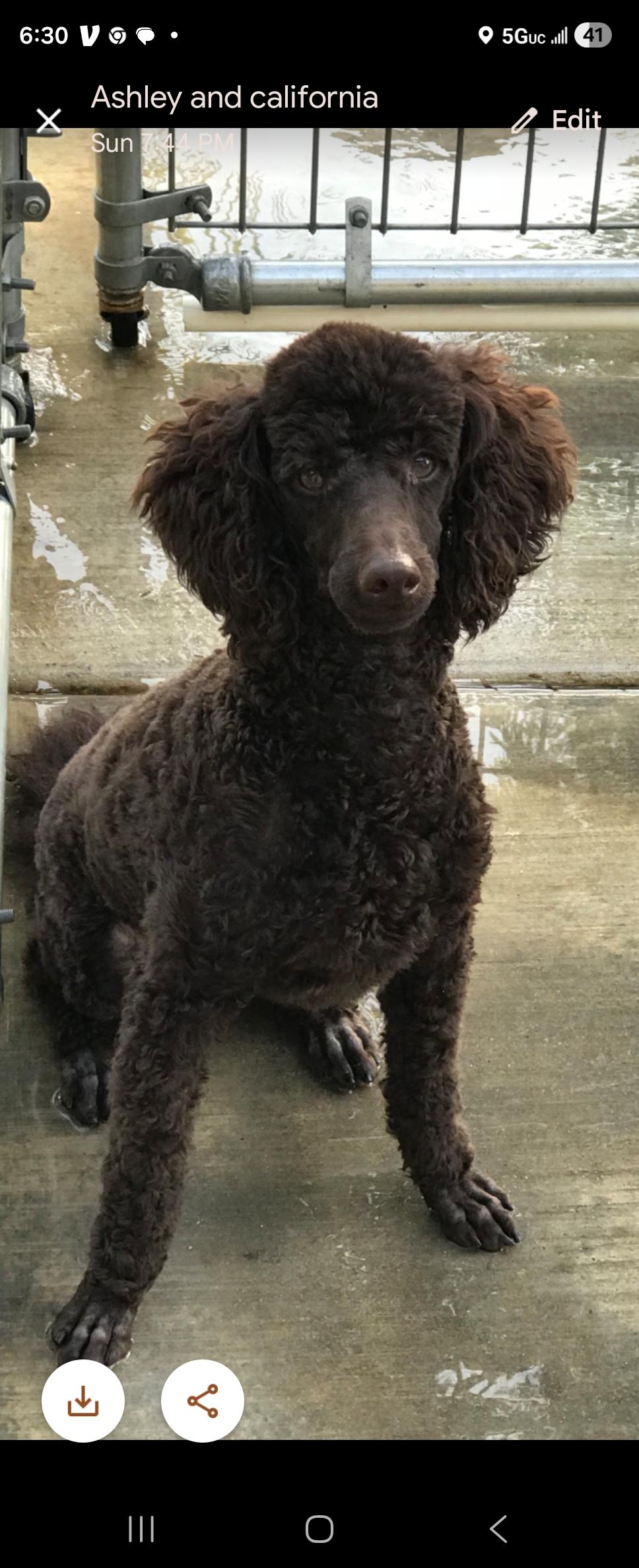 Enlarge Wendy, a Adoptable Miniature Poodle in West Valley, UT image 3/4