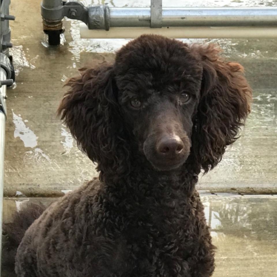 Enlarge Wendy, a Adoptable Miniature Poodle in West Valley, UT image 4/4