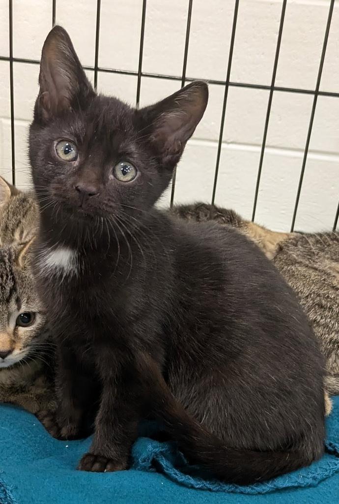 Karma, Adoptable, Kitten Female Domestic Short Hair.