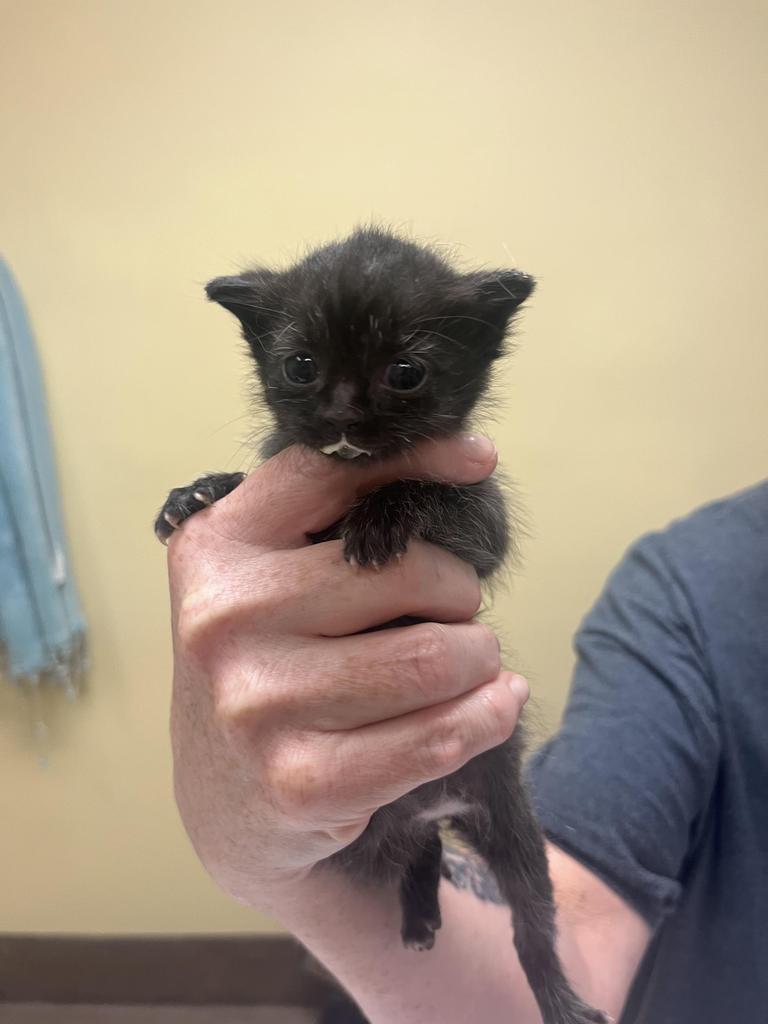 Karma, Adoptable, Kitten Female Domestic Short Hair.